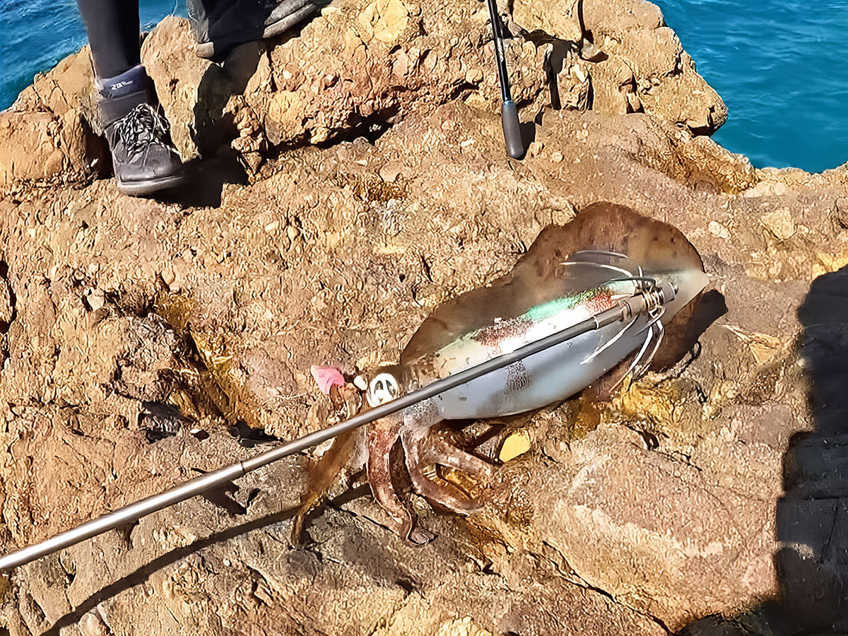 保護中: FIELD REPORT #2 干潮前後しかいけない地磯ポイント