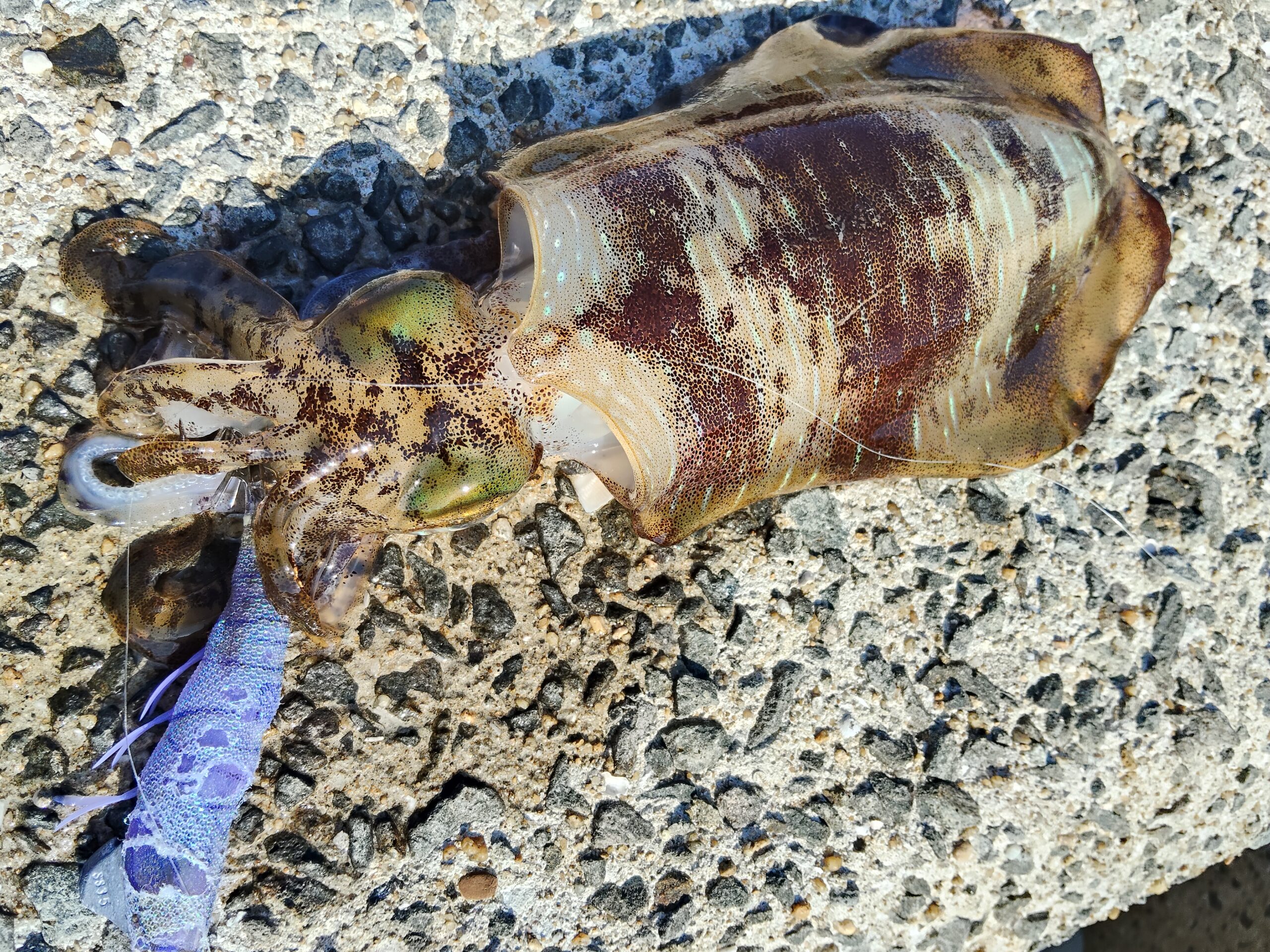 保護中: FIELD REPORT #5 見えイカが溜まる場所